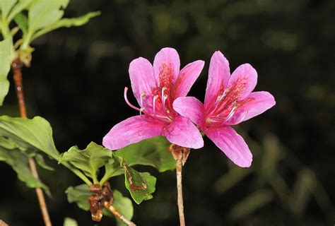 杜鵑花|杜鵑花屬